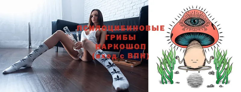 Галлюциногенные грибы Psilocybe  где купить наркоту  Ставрополь 